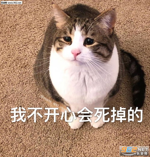 不学了去嗨皮表情包图片我不开心会死掉的表情包下载乐游网游戏下载 不学了去嗨皮表情包图片我不开心会死掉的表情包下载乐游网游戏下载