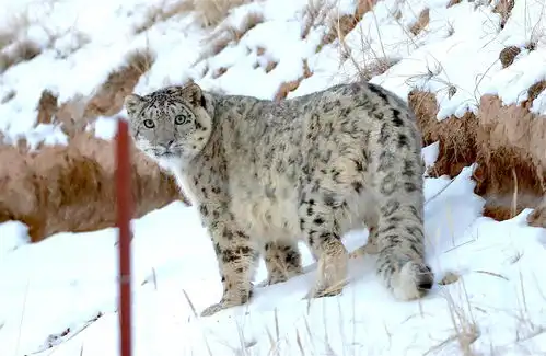 雪豹表情包祁连山