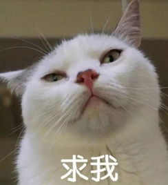 哼可爱表情包猫咪
