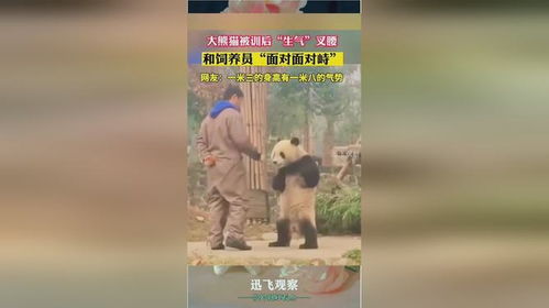  熊猫老子蜀道山
