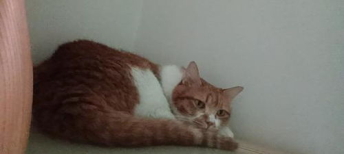 忧伤橘猫表情包图片