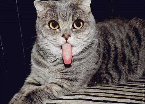  图集超萌表情帝猫咪吐舌照片俘获大量粉丝
