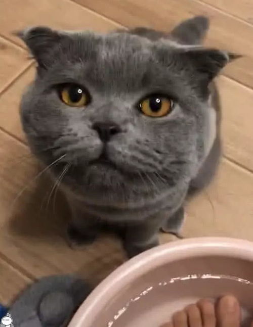 一脸忧郁的猫表情包绰号