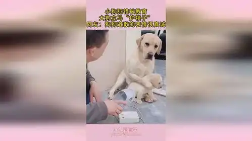  小狗犯错被教育,大狗立马护犊子,网友狗狗道歉的表情很真诚