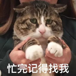  表情包舔狗寻找目标,请求与哥哥互动