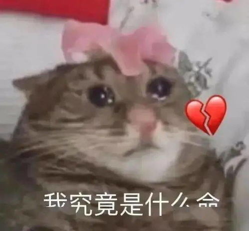  每周猫咪沙雕表情包速存