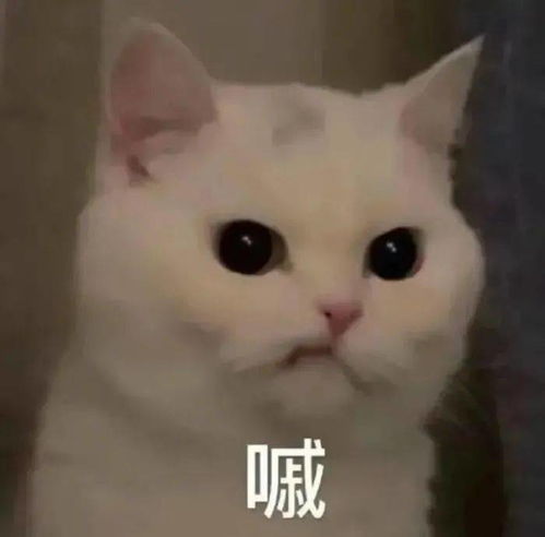  表情包顽皮可爱呆萌的微信表情包