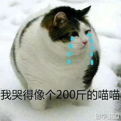  听说你拿到了10000澳元奖学金住宿费还减半
