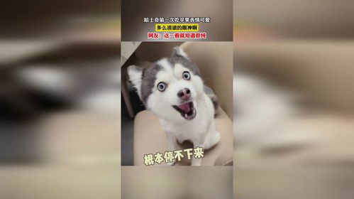  哈士奇第一次吃苹果表情可爱,多么清澈的眼神啊,网友这一看就知道很纯