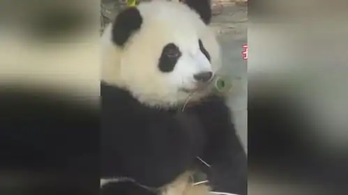 还记得那只殴打孔雀的大熊猫吗最后的表情也太可爱了吧 还记得那只殴打孔雀的大熊猫吗最后的表情也太可爱了吧