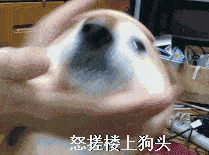 摇摆狗表情包gif属狗
