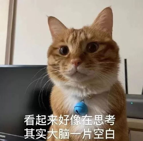  猫咪表情包干啥啥不行,睡觉第一名养猫