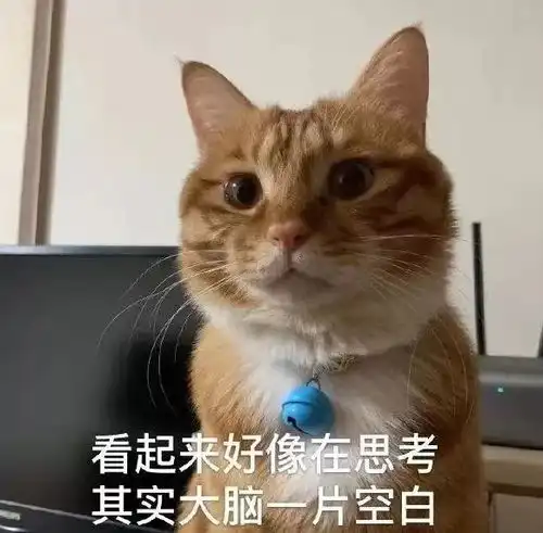  猫咪表情包干啥啥不行,睡觉第一名养猫