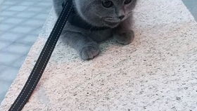  怎么会如此可爱呜呜呜小猫咪