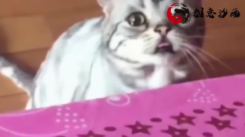  猫咪天生一脸忧伤的表情,比加菲猫还要可怜好想抱抱啊