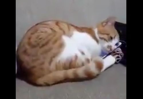  猫咪再次看到去世的女主人,难过的表情令人心疼