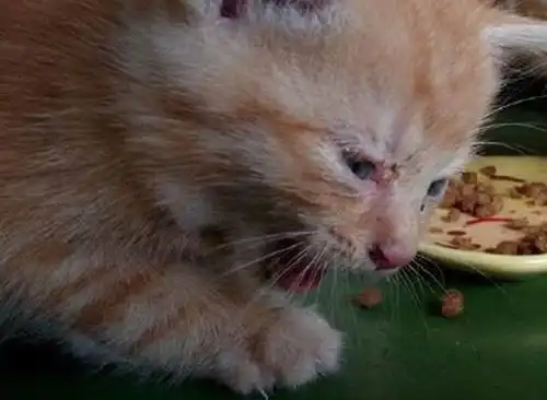 表情家里养了两只小奶猫,给它们喂食猫粮之后,这个表情也真是醉了表情 表情家里养了两只小奶猫,给它们喂食猫粮之后,这个表情也真是醉了表情