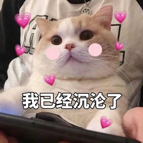  张柏芝与大9岁黎姿同框养眼,恋上富商幼子生父成迷,后者嫁残疾富豪成人生赢家