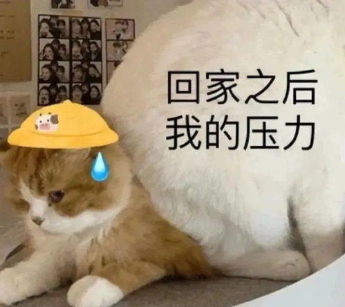  野外露营限制级画面流出,网友含泪分享经历,老公你欠我的拿什么还哈哈哈哈