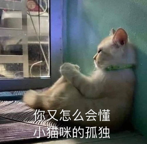  情侣聊天必备表情包我爱你的时候你才是宝贝