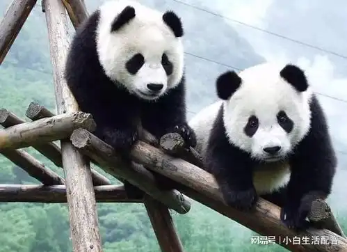 大熊猫增多,会不会跑到邻国去四川陕西大熊猫有什么不一样 大熊猫增多,会不会跑到邻国去四川陕西大熊猫有什么不一样