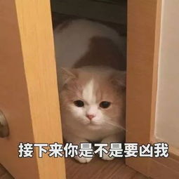  最爱猫猫表情包