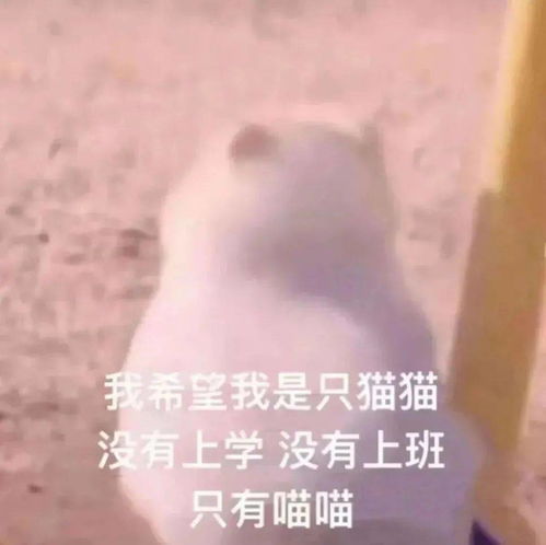  今日表情包,19