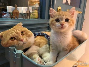 一脸忧郁的猫表情包蓝瘦