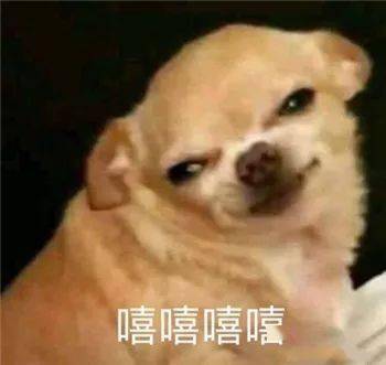  最全沙雕狗子表情包合辑年度最傻狗子都在这儿了