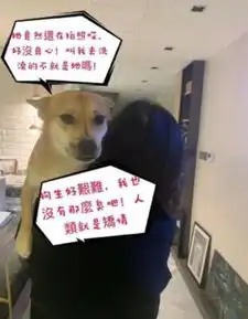 陈乔恩晒自制爱宠表情包福酱被迫洗澡生无可恋 陈乔恩晒自制爱宠表情包福酱被迫洗澡生无可恋