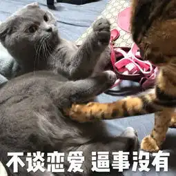 猫奴必备表情包,危险系数极高的噬元兽就快统治地球啦 猫奴必备表情包,危险系数极高的噬元兽就快统治地球啦