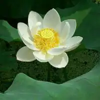 佛了莲花僧人表情包