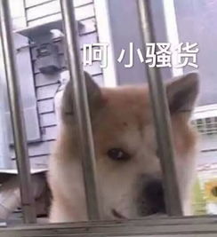  竟然还有这种操作快来看皮克和piko太郎一起唱神曲ppap