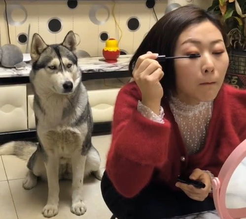  主人遛狗前要化个美美的妆,二哈一等便是两个小时呵,女人