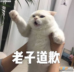 表情包图片下载大全头像