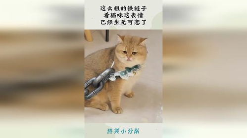  这么粗的铁链子,看猫咪这表情,已经生无可恋了