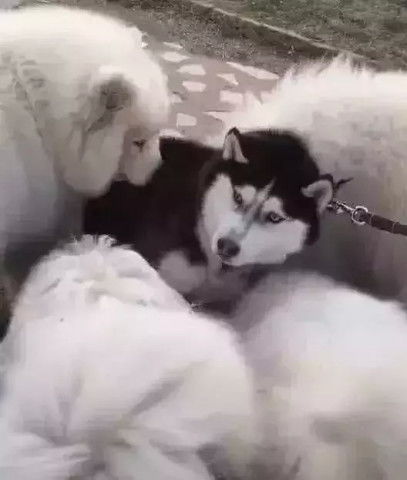  二哈被萨摩耶包围,惨遭围攻,差点丢掉小命