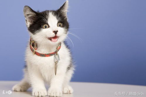  继猫薄荷之后的又一让猫发疯呕吐的神器