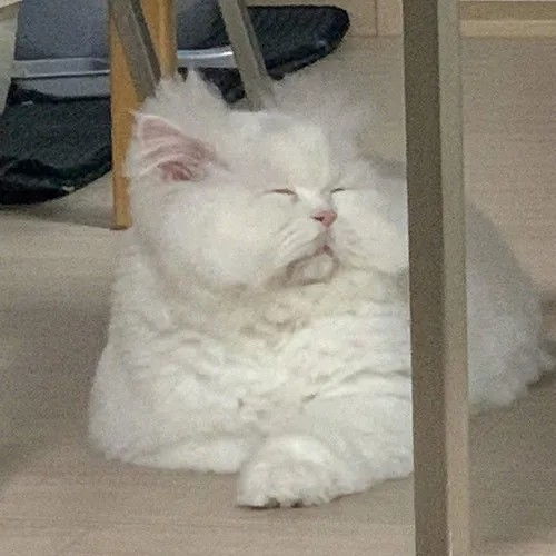 哈哈超可爱滴宠物头像图集