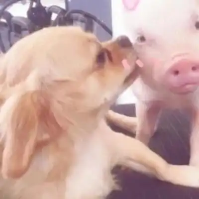 猪猪情侣头像呆萌一左一右抖音可爱真实猪情侣头像 猪猪情侣头像呆萌一左一右抖音可爱真实猪情侣头像