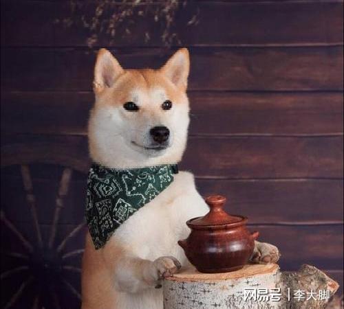  90后养柴犬后悔了网友叫你不要养,非要养