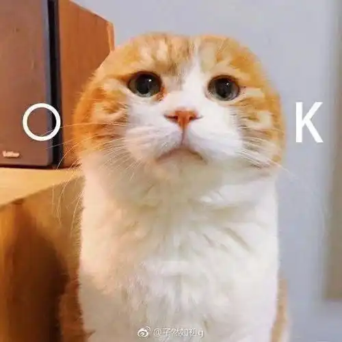 一张猫的表情包,配字是你说谁像长了耳朵的jb 一张猫的表情包,配字是你说谁像长了耳朵的jb