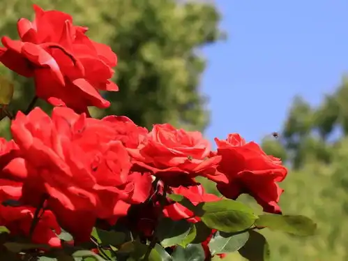  赏花正当时花博南园姹紫嫣红处处芬芳