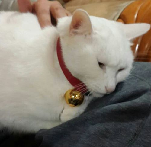  你的猫咪生无可恋的表情是怎样的