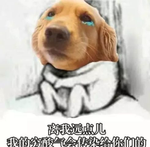  养了大金毛,你就拥有了一个强大的表情包