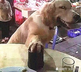  主人内急上厕所,狗狗替自己摇骰子,表情自信,感觉一手豹子
