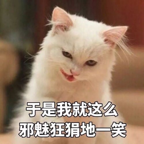  你们家猫走路声音重吗