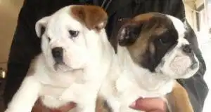 充满王者风范的斗牛犬健美的体形憨憨的表情 充满王者风范的斗牛犬健美的体形憨憨的表情