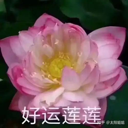 心平气和捧莲花表情包