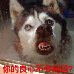  微博狗表情包